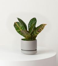 پترا طلایی - تصویر 3