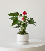 مخلوط گلدان کاکتوس و ساکولنت - تصویر 4