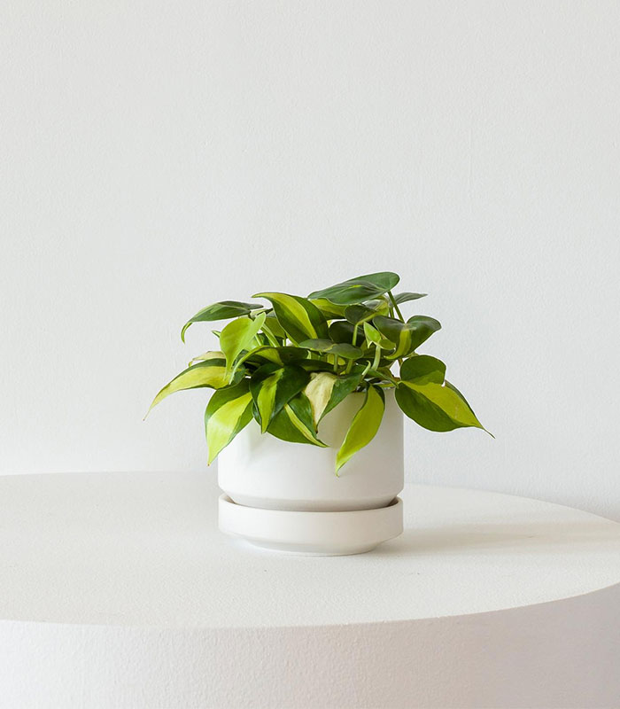 w-indoor-plants-small-6-0 فیلودندرون برزیل - تصویر 1