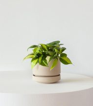 آب پاش - تصویر 5