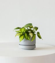 مخلوط گلدان کاکتوس و ساکولنت - تصویر 3