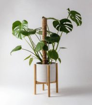 کوکوپیر قطبی