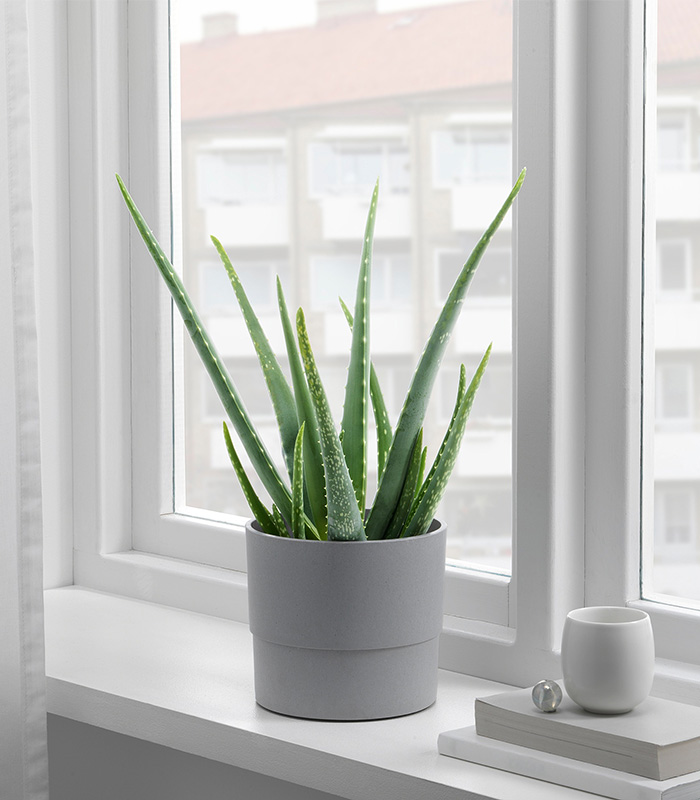 w-planters-1-0 نایپون - تصویر 1