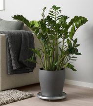 کاکتوس خانگی - تصویر 5